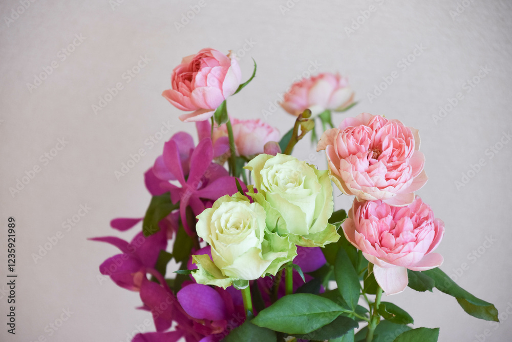 薔薇とアランダ 薔薇とアランダ