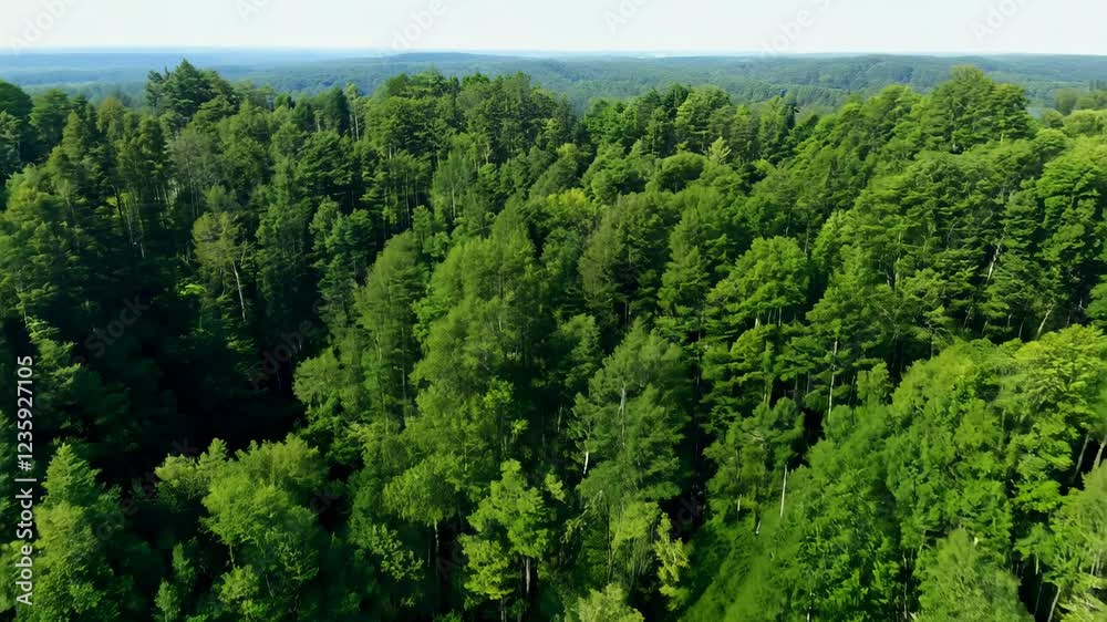 Aerial View of Lush Green Forest Canopy Aerial View of Lush Green Forest Canopy