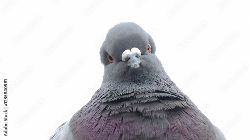 Close-Up: A pigeon is gazing at the lens.