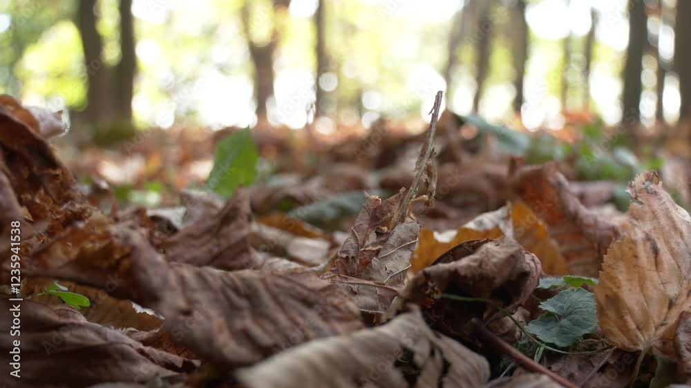 A low angle view of fallen leaves on ground, Autumn background, Close up. Fallen autumn leaves on the ground, grass in park
A low angle view of fallen leaves on ground, Autumn background, Close up. Fallen autumn leaves on the ground, grass in park