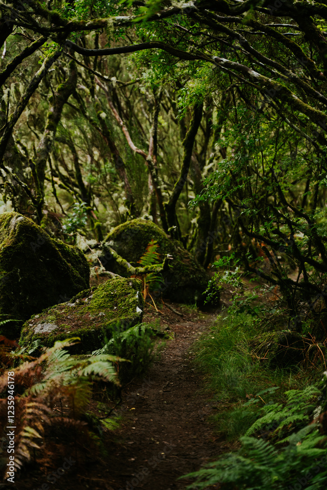 Fototapeta premium Magiczny las z mgłą