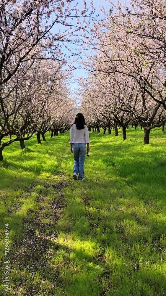 A woman is walking through a field of blooming almond trees at springtime in orchard A woman is walking through a field of blooming almond trees at springtime in orchard