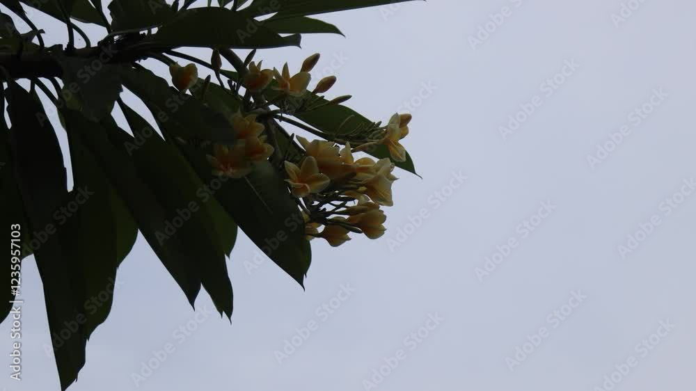 Blooming frangipani flowers with a bright sky background Blooming frangipani flowers with a bright sky background