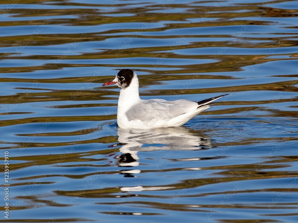 Mouette rieuse mélanocéphale nageant dans un lac Mouette rieuse mélanocéphale nageant dans un lac