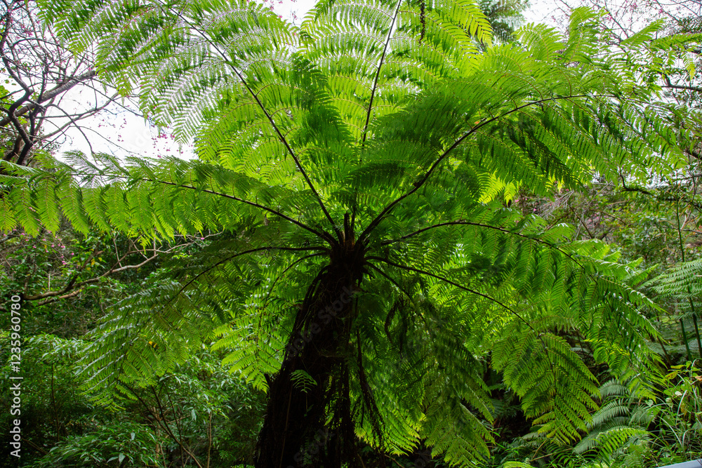 Obraz premium 奄美大島, 世界自然遺産の森、ヒカゲヘゴ