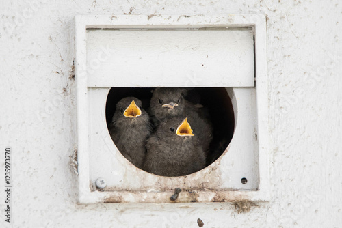 common redstart chicks waiting in their nest to be fed