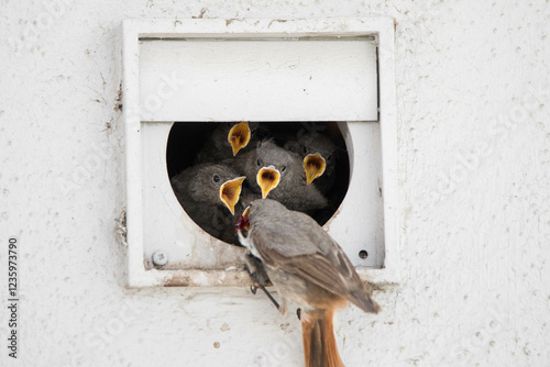 common redstart feeding the chicks in their nest photo