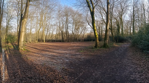 Leaf Covered Forest Path Forking Trails Winter Scene