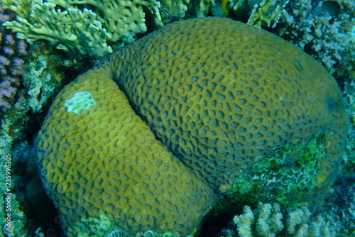 Fototapeta Naklejka Na Ścianę i Meble -  Stony coral  Favites vasta undersea, Red Sea, Egypt, Sharm El Sheikh, Montazah Bay