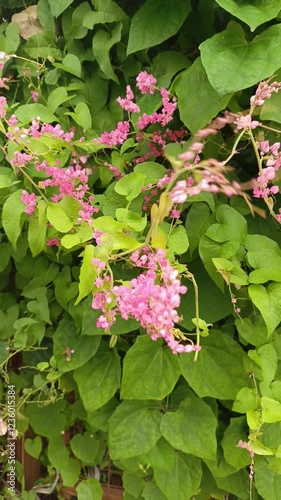 Light purple orchid flowers sway in the wind