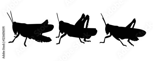 Grasshopper silhouette isolated on transparent background