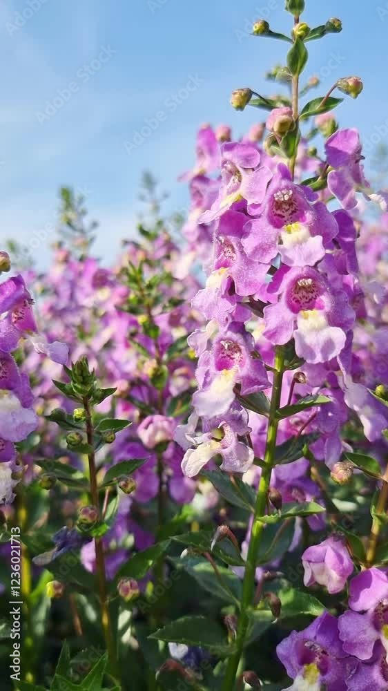 vertical beautiful pink Salvia nemorosa flowers in full bloom swaying in the natural wind filling the garden magnificently vertical beautiful pink Salvia nemorosa flowers in full bloom swaying in the natural wind filling the garden magnificently