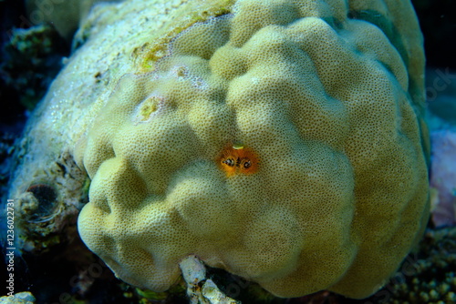 Hump coral (Porites lutea) and Christmas tree worm (Spirobranchus giganteus) undersea, Red Sea, Egypt, Sharm El Sheikh, Montazah Bay photo