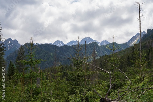 Fototapeta Naklejka Na Ścianę i Meble -  View of the peaks of the Tatra Mountains in Poland. Beautiful landscape with mountains and clouds.