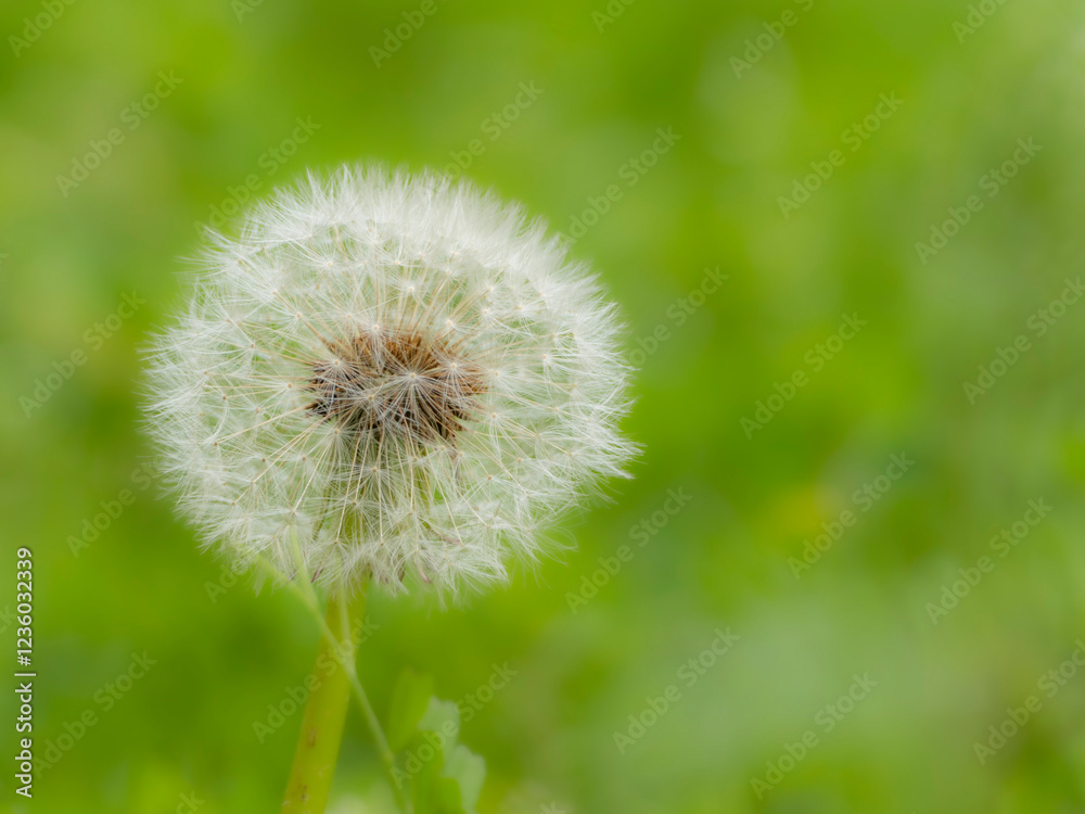 Fototapeta premium タンポポの綿毛のある風景