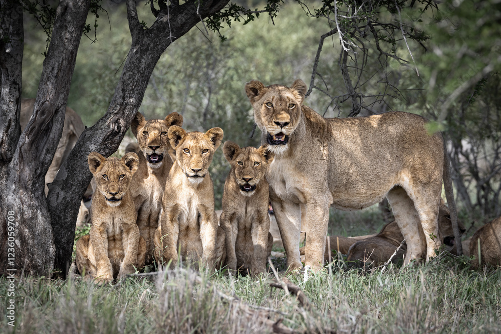 Fototapeta premium lion and lioness
