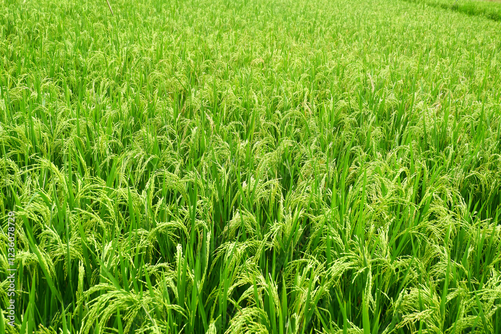 Rice plants in rice fields are suitable for the agricultural industry Rice plants in rice fields are suitable for the agricultural industry