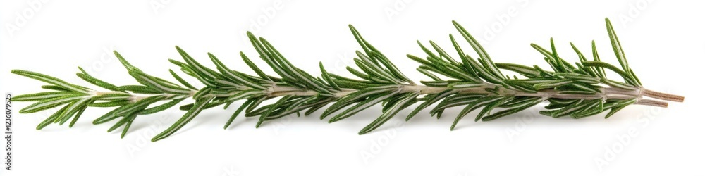 A single sprig of rosemary set against a clean white background A single sprig of rosemary set against a clean white background