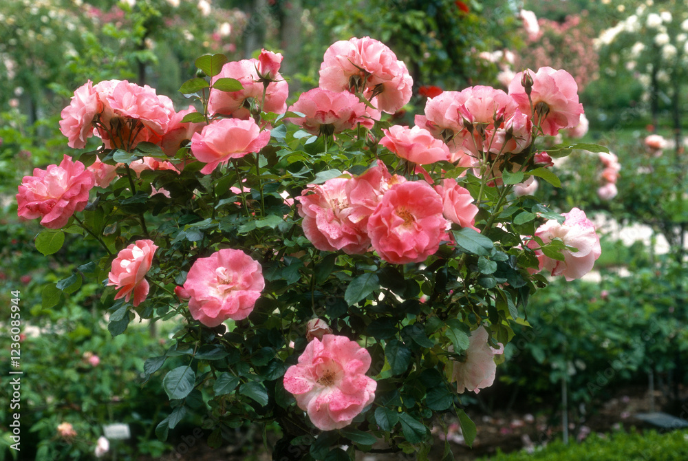 Rose 'Celine Delbard', Rosier Rose 'Celine Delbard', Rosier
