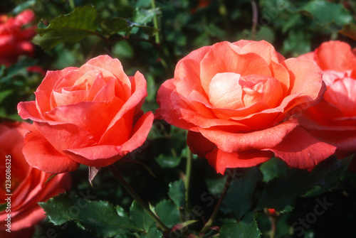Rose 'Arnaud Delbard', Rosier