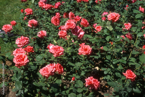 Rose 'Jolie Contoise', Rosier