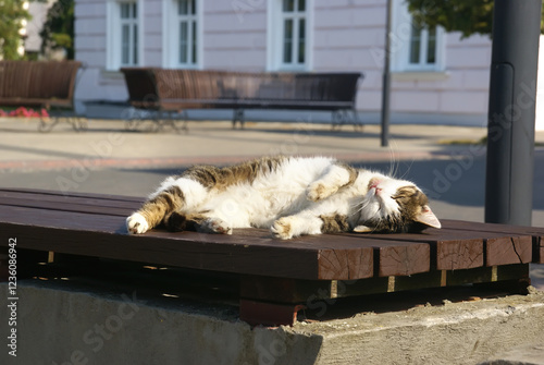 Relaxed cat on a bench