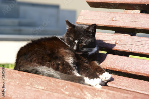 Cat resting on a bench in the city at noon