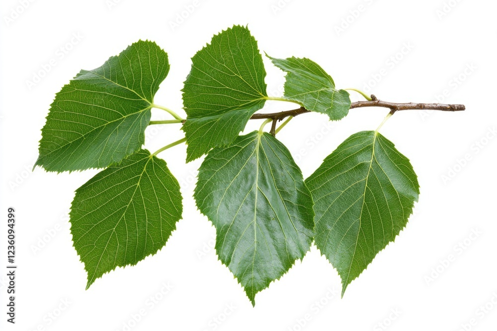 A close-up shot of a tree branch with vibrant green leaves, perfect for nature-inspired designs and projects A close-up shot of a tree branch with vibrant green leaves, perfect for nature-inspired designs and projects