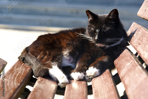 black cat is resting on a bench at noon