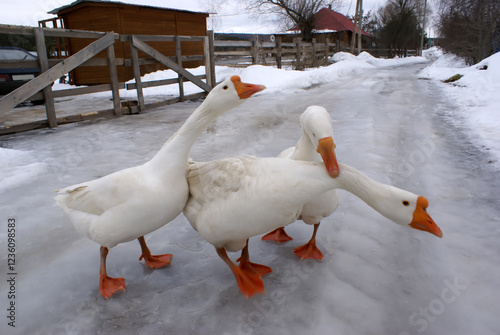 White goose in the village in winter
