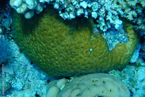 Large polyp stony coral (Acanthastrea spp.) undersea, Red Sea, Egypt, Sharm El Sheikh, Montazah Bay photo