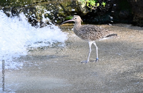An euroasian curlew near a wave of the sea
