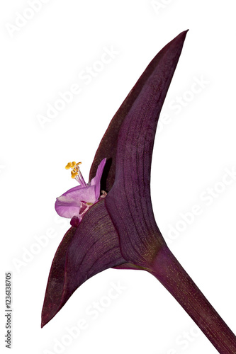 isolated flower of a tradescantia pallida, png image
