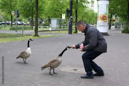  man in a jacket feeds Black-headed wild goose in a city park