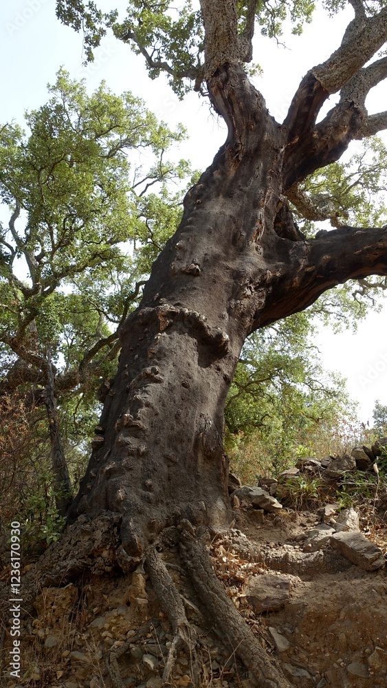 Glimpse of a large cork oak tree on a sunny day. Glimpse of a large cork oak tree on a sunny day.