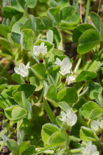 Delicate white flowers of a self-fertilizing Subterranean clover Trifolium subterraneum amidst lush green clover. photo