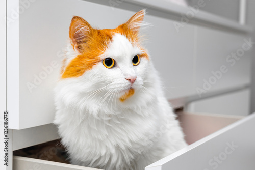 domestic cat sitting in a closet drawer. cat plays hide and seek. deviant behavior in cats. white cat with red spots.  photo