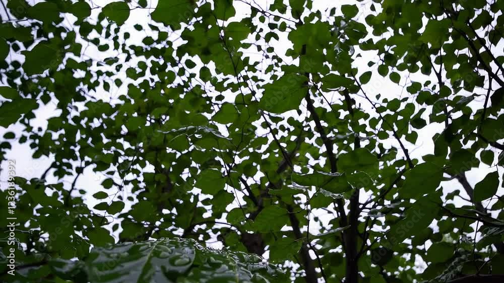 Fagus sylvatica (European beech) canopy viewed from below, with vibrant green leaves creating a natural pattern against the overcast sky. Fagus sylvatica (European beech) canopy viewed from below, with vibrant green leaves creating a natural pattern against the overcast sky.