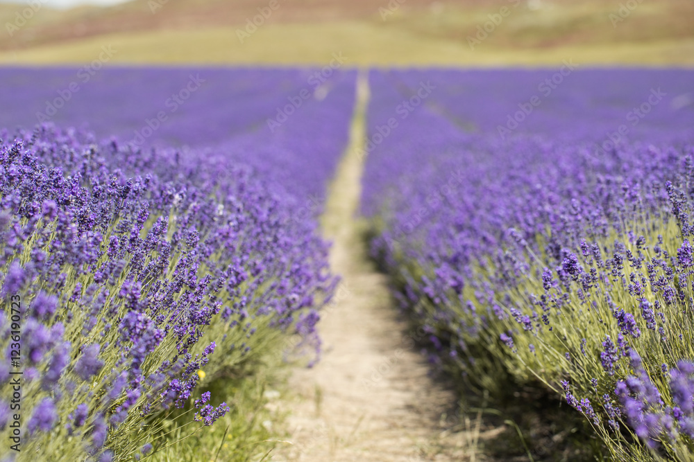Obraz premium Landscape on a lavender field in New Zealand. 