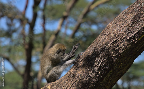 adorable vervet monkey sitting on a tree branch grooming itself in the wild forest of solio game reserve, kenya photo