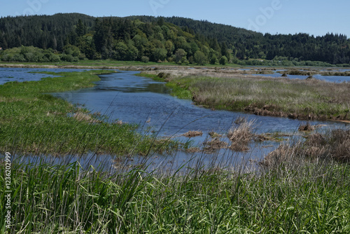 Serpentine waterway meanders through verdant marsh in Coquille, Coos county Oregon