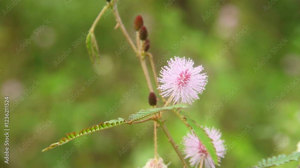 Mimosa pudica or shy princess plant which produces beautiful flowers, mimosa pudica is a thorny plant that grows wild