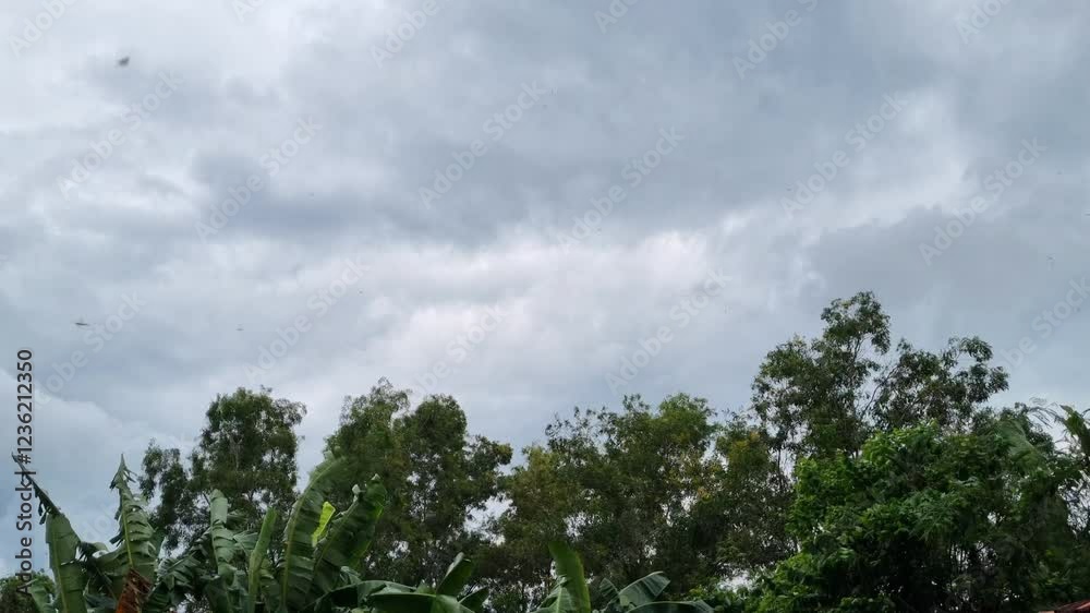 4K Nature Strong Wind Blows before the rain Shakes Trees During a Storm in the afternoon in Pamekasan, Indonesia 4K Nature Strong Wind Blows before the rain Shakes Trees During a Storm in the afternoon in Pamekasan, Indonesia