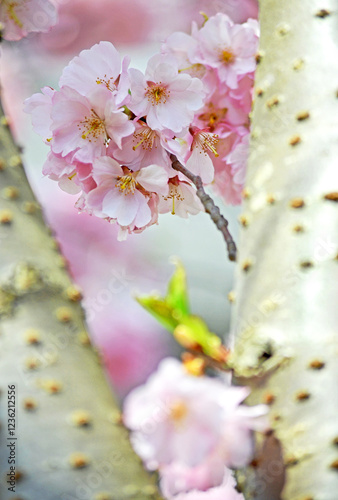 zarte Blüten photo