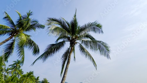 Wallpaper Mural Low-angle view of tall coconut palm trees with vibrant green fronds against a bright blue sky. A tropical paradise setting ideal for travel and vacation themes. Check the gallery for similar footage. Torontodigital.ca