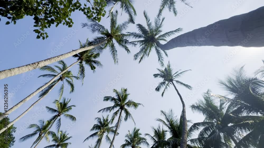 Tall coconut palm trees swaying against a clear blue sky, bathed in warm sunlight. The upward view captures the tropical atmosphere, evoking a sense of relaxation and paradise. Tall coconut palm trees swaying against a clear blue sky, bathed in warm sunlight. The upward view captures the tropical atmosphere, evoking a sense of relaxation and paradise.