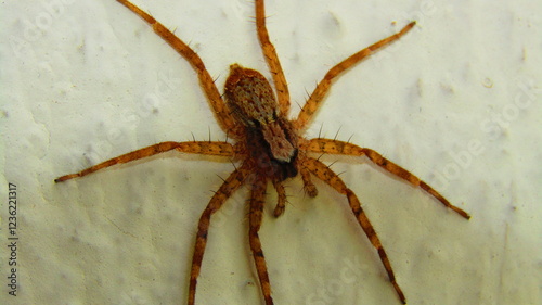 Pardosa (Wolf Spider)