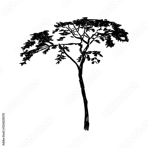 savanna tree, vector sketch