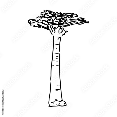 savanna tree, vector sketch