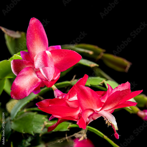 Vibrant Blooming Christmas Cactus black background photo